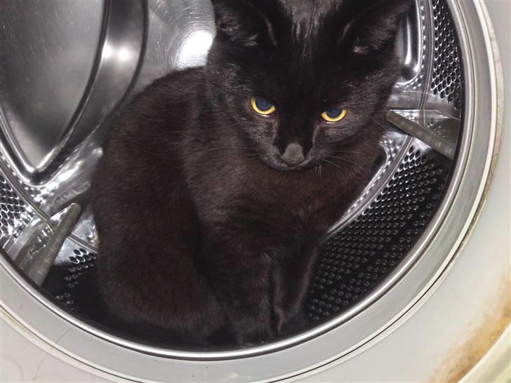 Blanding af racer Beppo - en tur i vaskemaskinen tak! billede 8