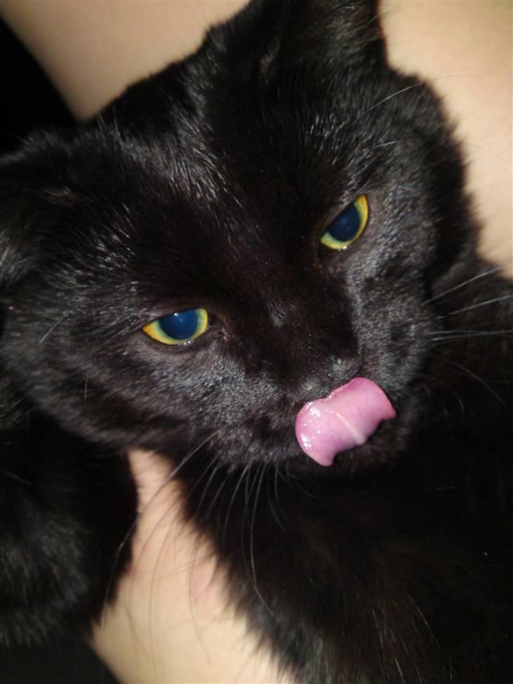 Blanding af racer Beppo billede 9