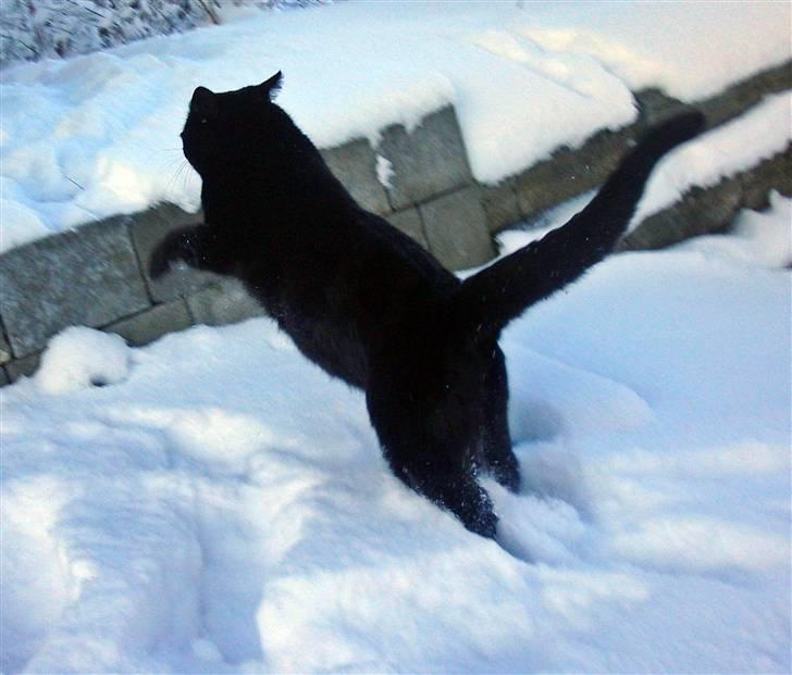 Blanding af racer Beppo - gang i den. billede 10