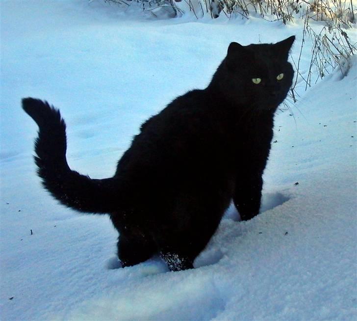 Blanding af racer Beppo billede 11