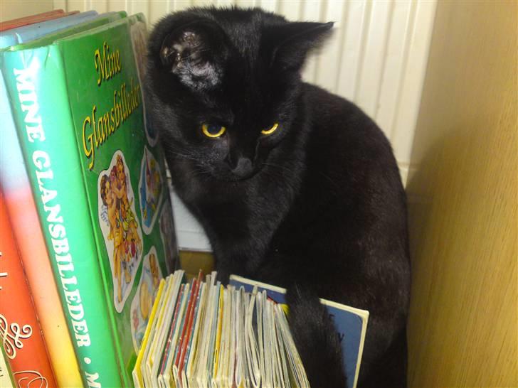 Blanding af racer Beppo billede 12