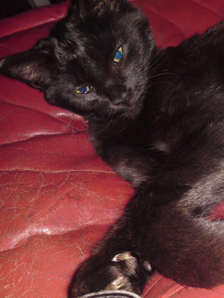 Blanding af racer Beppo billede 13