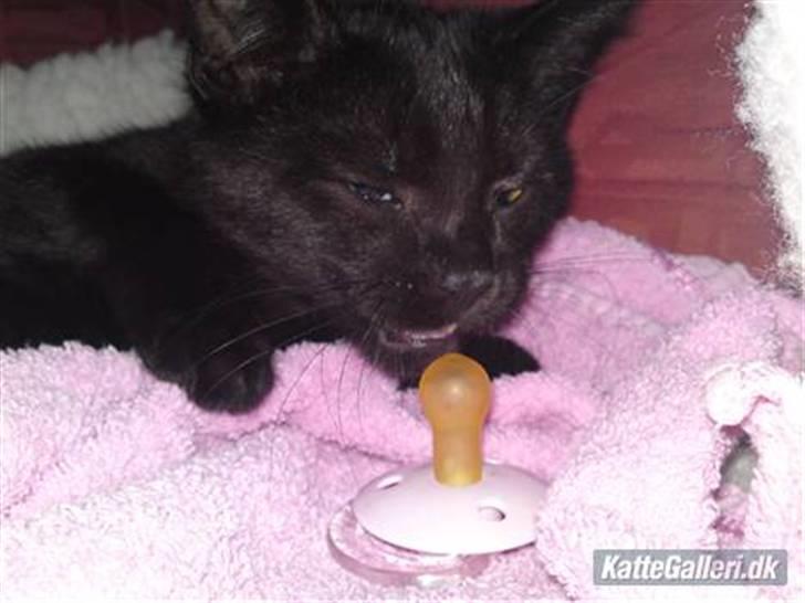 Blanding af racer Beppo - min nuttedeste mis i verden! billede 14