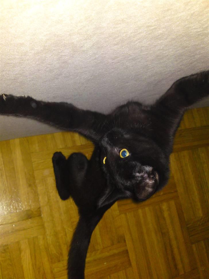 Blanding af racer Beppo - Beppo angriber sofaen. billede 15