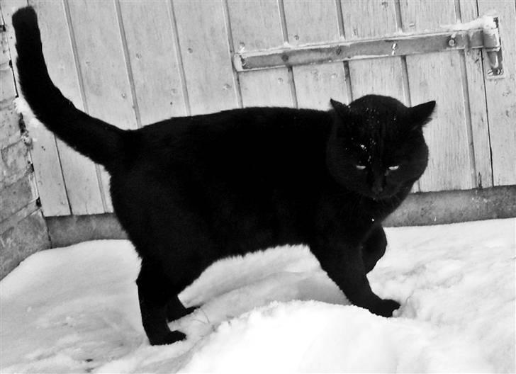 Blanding af racer Beppo billede 16