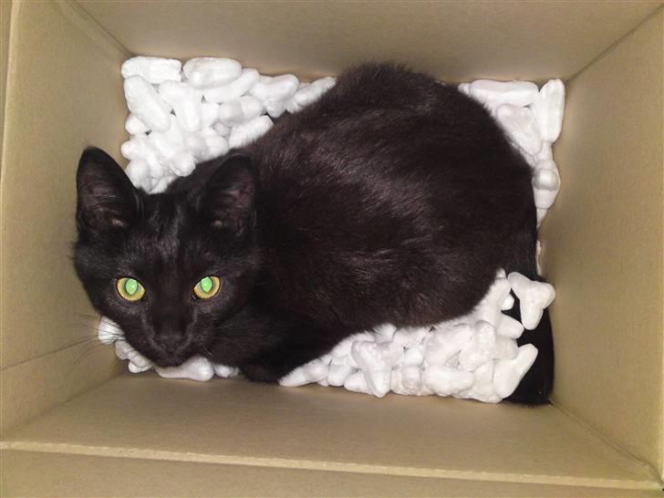 Blanding af racer Beppo - så skal der leges i papkasserne!  billede 17