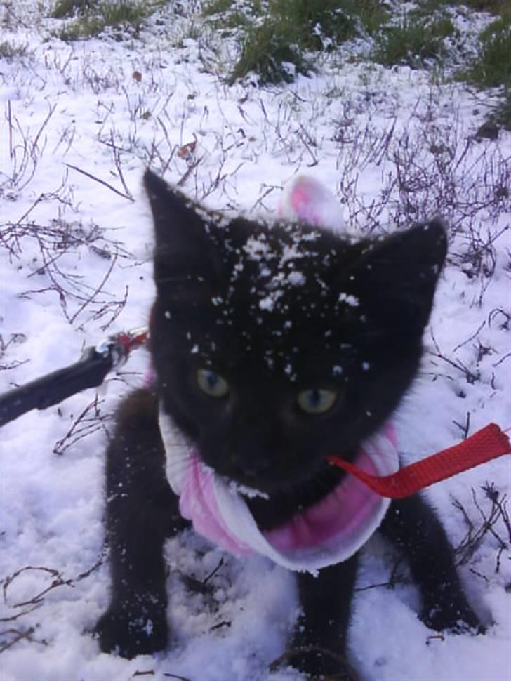 Blanding af racer Beppo billede 18