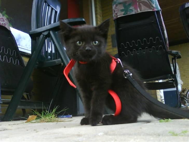 Blanding af racer Beppo - Bep manden da han var lille. billede 19