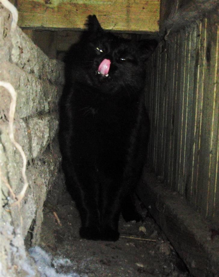 Blanding af racer Beppo - Bandit Mis ;) billede 20