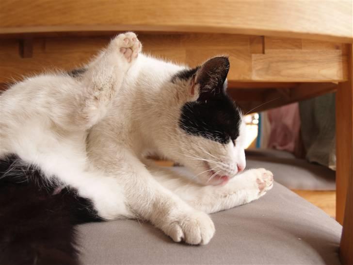 Huskat Flika - Øh... Du er altså fin nok i fårvejen... billede 9