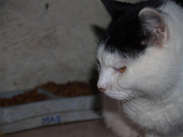 Huskat Flika - Davs du! :P billede 10