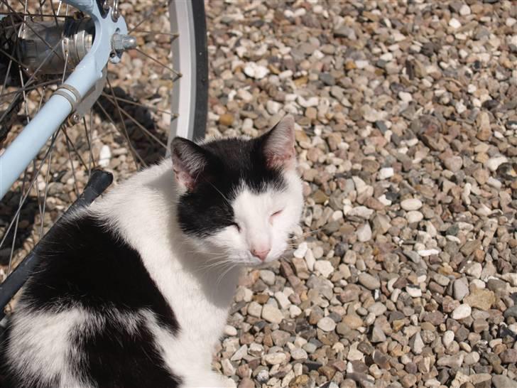 Huskat Flika - Heej smukke billede 11