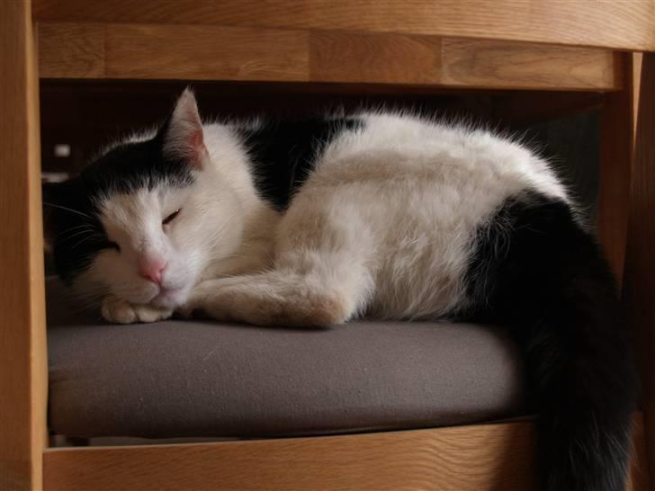 Huskat Flika - :D billede 12