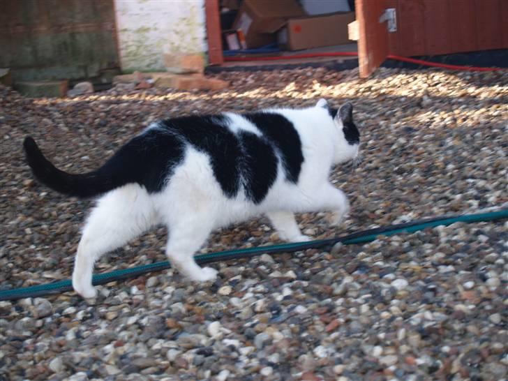 Huskat Flika - ;) billede 13