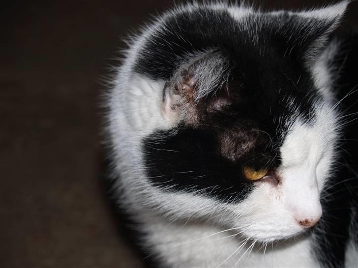 Huskat Flika billede 14