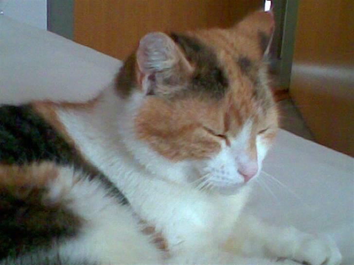 Huskat Misse billede 1