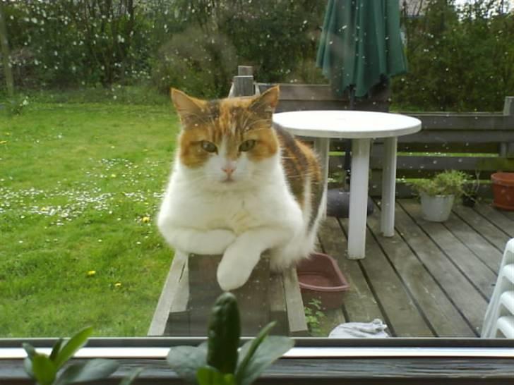 Huskat Misse billede 2