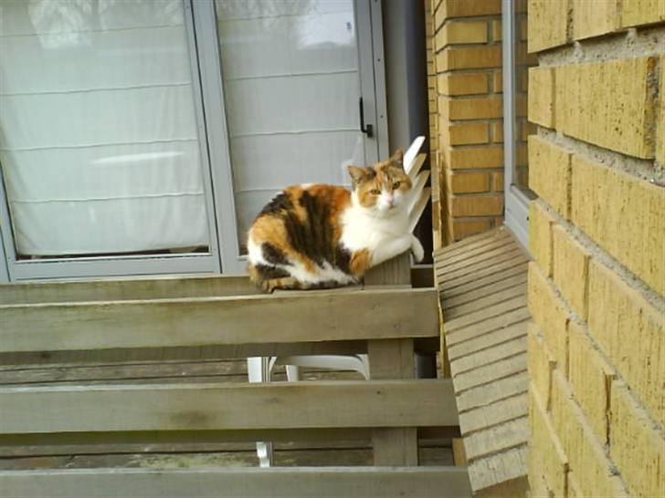 Huskat Misse - er ude:) billede 3