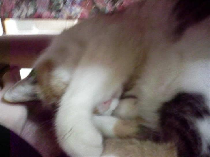 Huskat Misse - ligger og sover ZzZ!!! billede 5