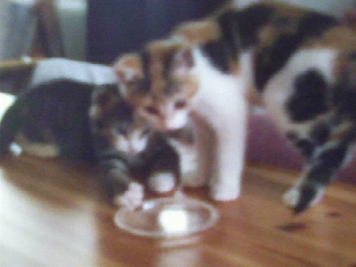 Huskat Misse - Der er Misse da hun var lille XD og sammen med hendes søster billede 6