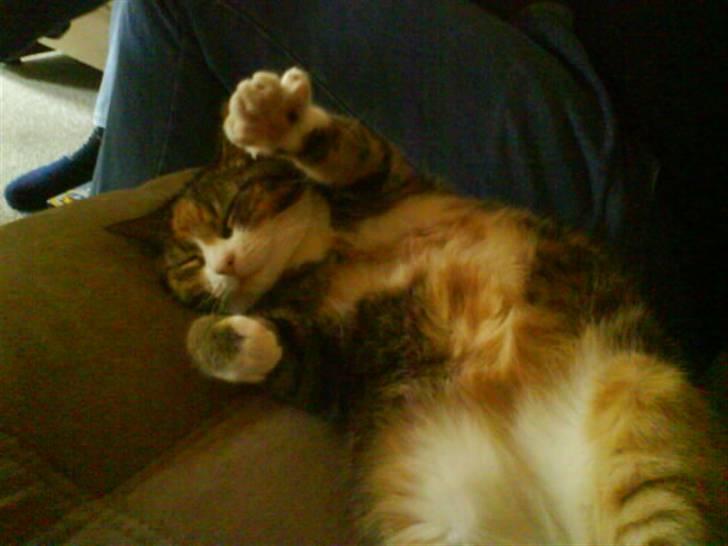 Huskat Mille billede 1