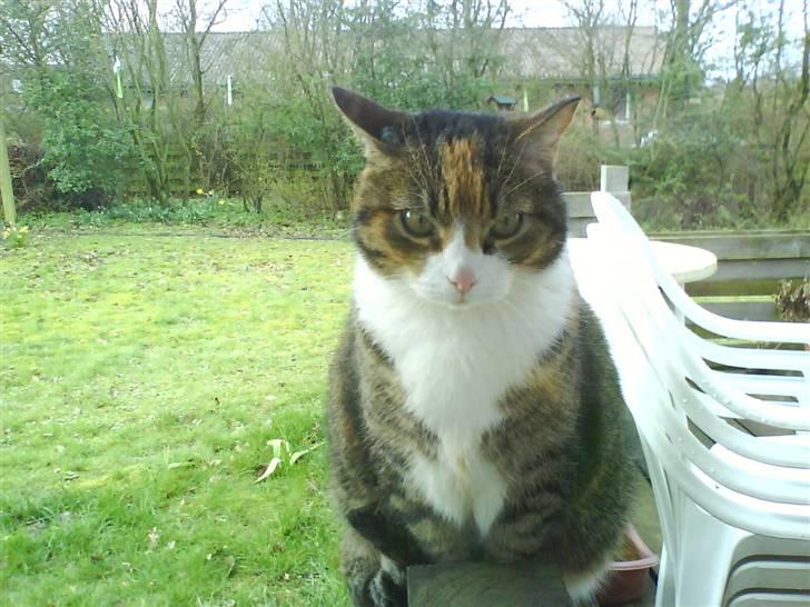 Huskat Mille billede 2