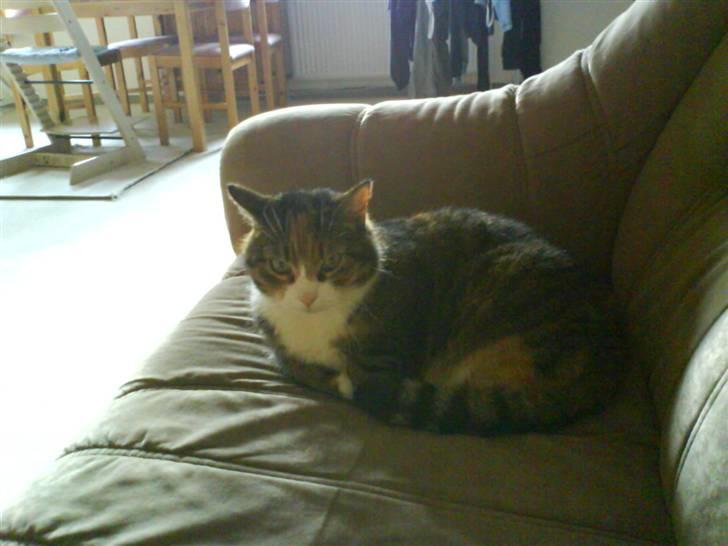 Huskat Mille billede 3