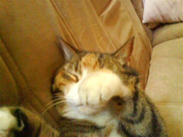 Huskat Mille billede 4