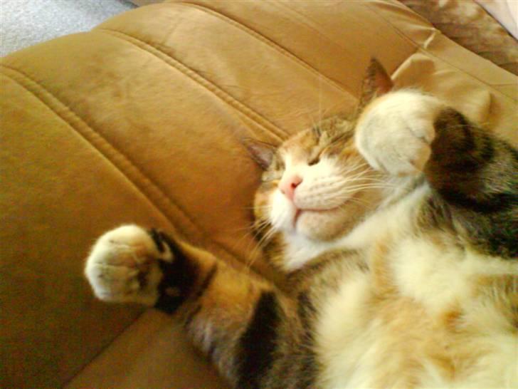 Huskat Mille billede 5