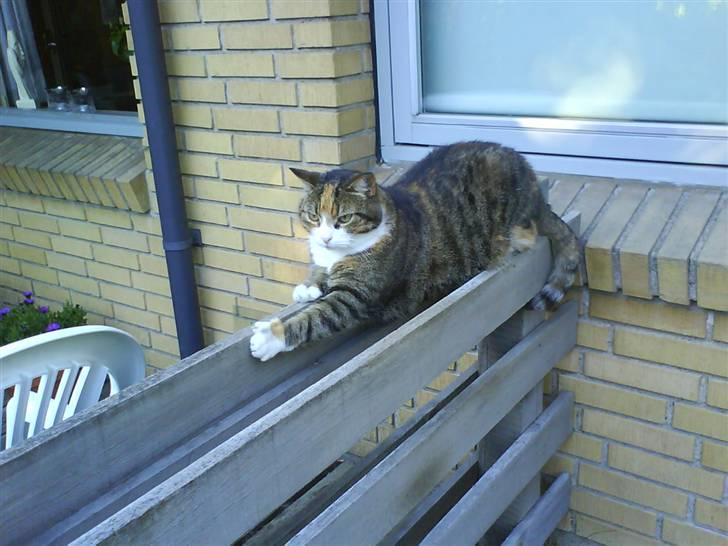 Huskat Mille billede 6