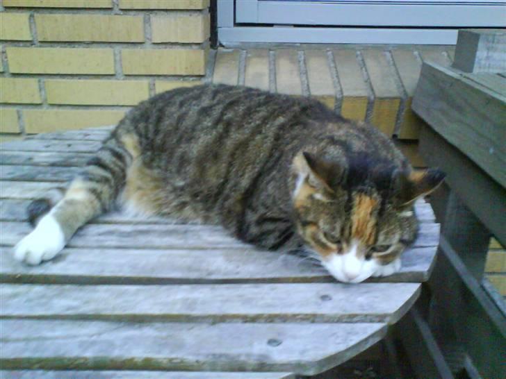 Huskat Mille billede 7