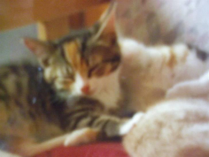 Huskat Mille - her er hun en lille killing billede 8