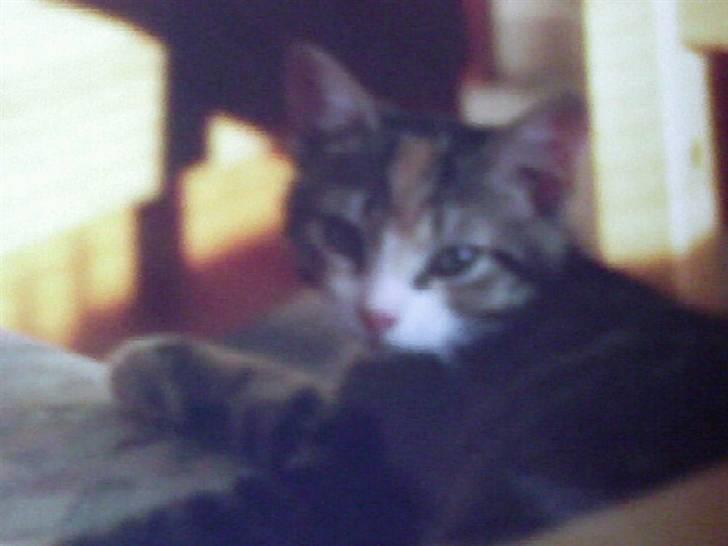 Huskat Mille - og også her XD billede 9