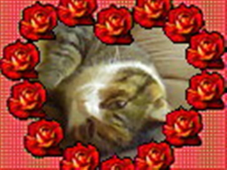 Huskat Mille billede 10