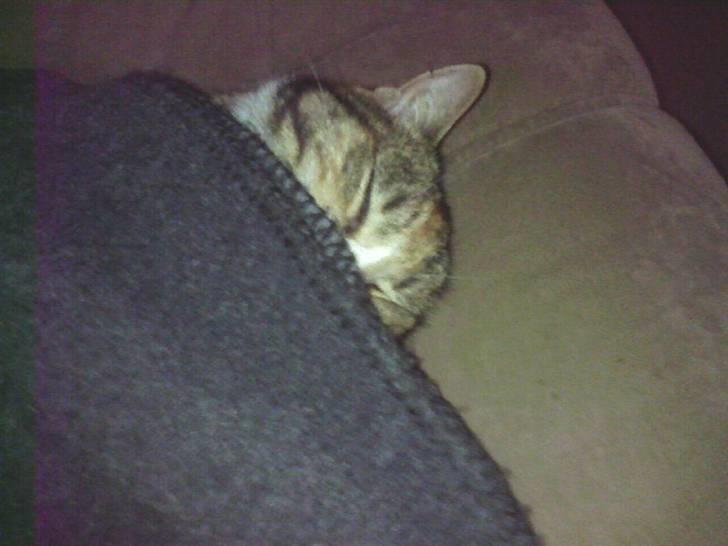 Huskat Mille - sover under tæppe billede 11