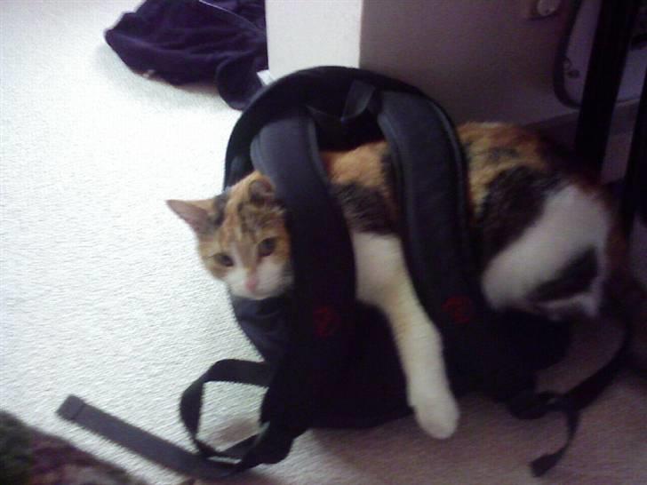 Huskat Misse billede 7