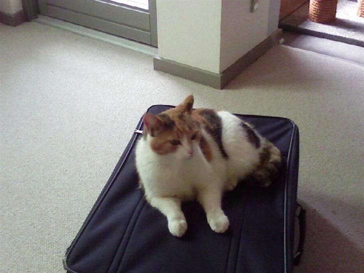 Huskat Misse billede 8