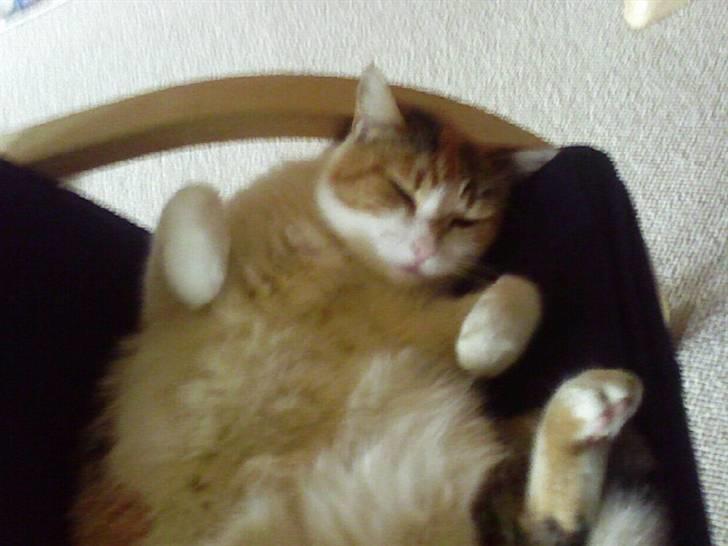 Huskat Misse billede 9