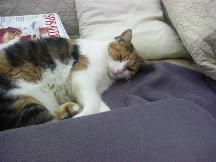 Huskat Misse billede 10