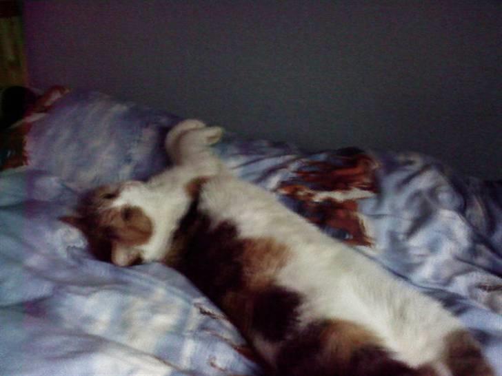 Huskat Misse billede 11