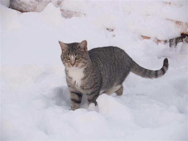 Huskat Giig *VÆK* - Hej smukke ;D billede 4