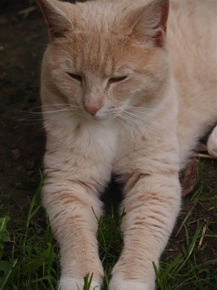 Huskat Cookie - Velkommen til Cookies profil (: ;* billede 1