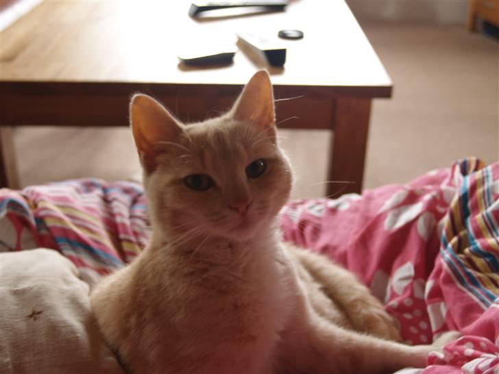 Huskat Cookie - ´God morgen Cookie billede 2