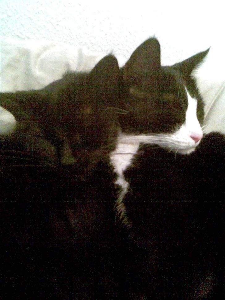 Huskat Malou - Det er så hyggeligt med søs :) billede 11