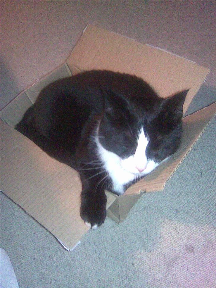 Huskat Mini billede 11