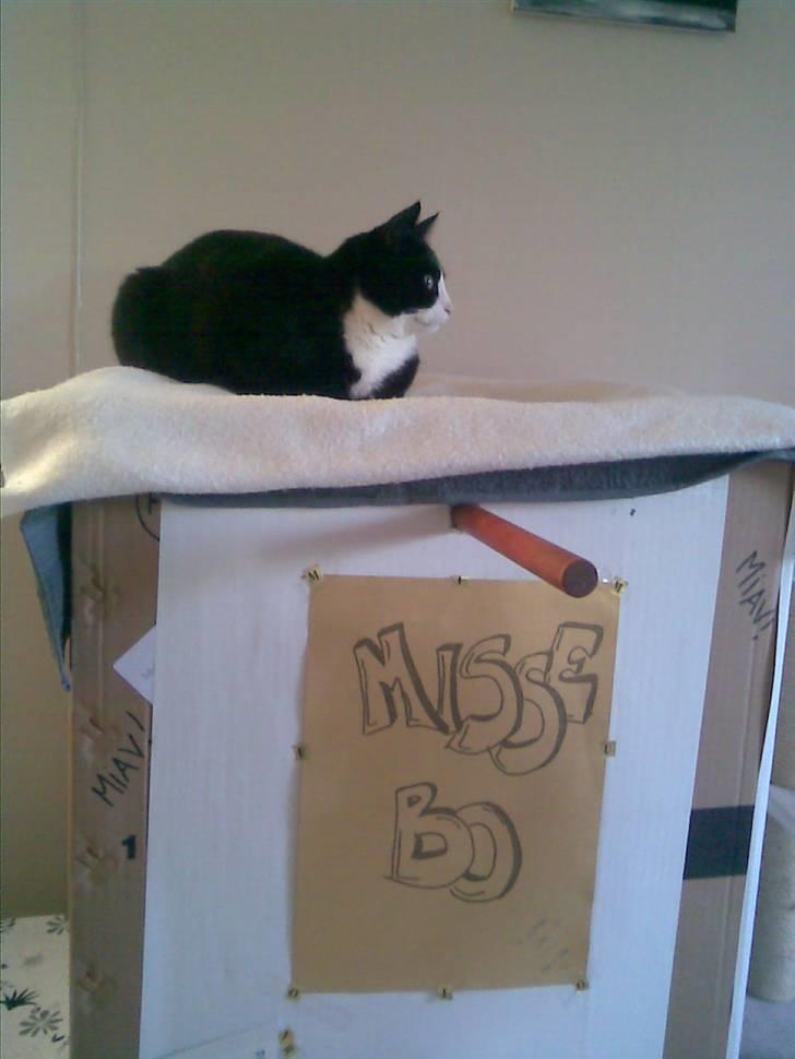 Huskat Mini billede 12