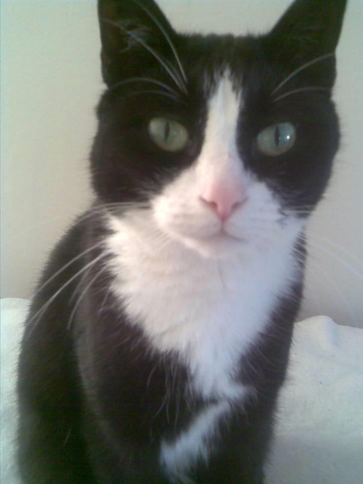 Huskat Mini billede 13