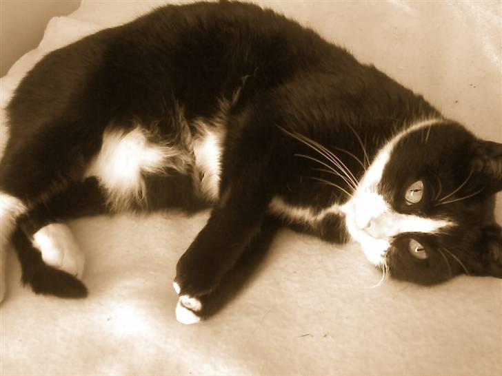 Huskat Mini billede 14