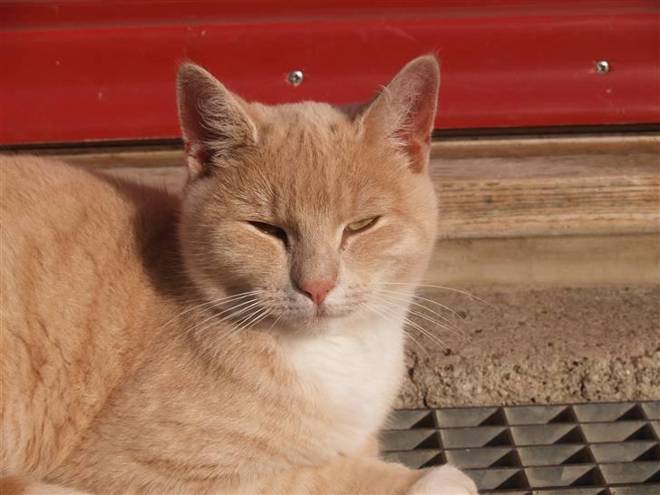 Huskat Cookie - hej missemand<3 billede 9