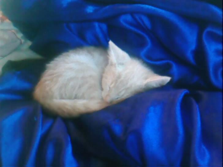 Huskat Cookie - godnat misemand<33 billede 10